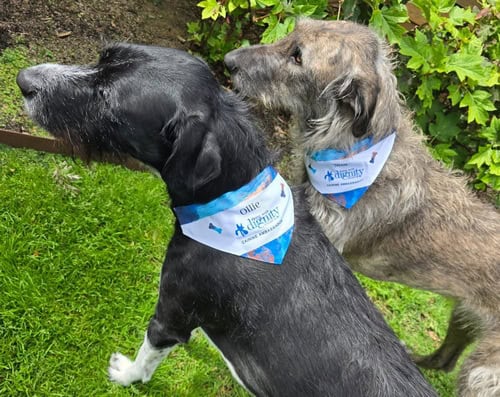 Dying with Dignity Victoria Introduces First Canine Ambassadors: Ollie and Mia